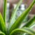 Aloes na zmarszczki – jak skutecznie poprawić elastyczność skóry?